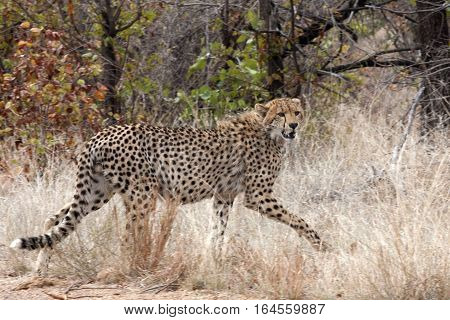 A Cheetah crosses in front of the photographer