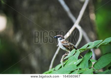 The house sparrow is a bird of the sparrow family Passeridae