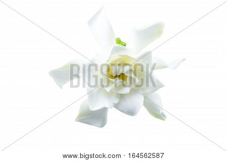 White gardenia (jasminoidesGardenia jasmine) isolated on white.Saved with clipping path