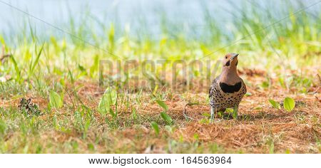 Happy North American Yellow Shafted Flicker - Colaptes auratus -  on the woodland floor in spring hunting for grubs in the ground.