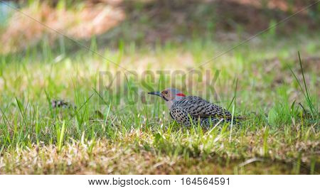 Happy North American Yellow Shafted Flicker - Colaptes auratus -  on the woodland floor in spring hunting for grubs in the ground.