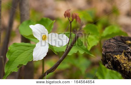 White petals of the large flowered White Trillium (Trillium grandiflorum).   Provincial flower of Ontario blooms in a woodland in springtime month of May.