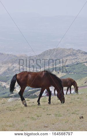 Horses In Sierra Nevada, The Highest Peaks Of Inland Spain.