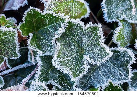 Ivy Leaves With Hoarfrost In Winter