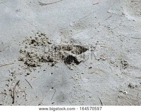 tiny Ghost crab on the beach in Thailand