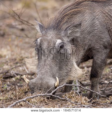 A portrait of a Wart Hog as he forages