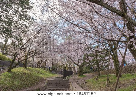 Keage incline with sakura (cherry blossoms) Kyoto Japan.