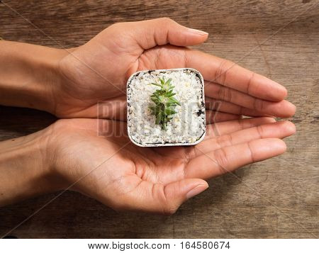 Woman' hand holding cactus in pot wooden background top view