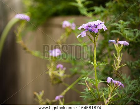 Violet flower with leaf in the wooden pot