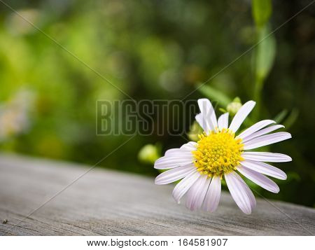 Beautiful white flower on the wooden table