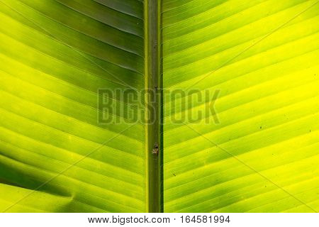 Middle of the Palm leaf as the texture background
