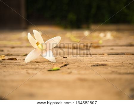 White flower on the wooden plate, sunset light