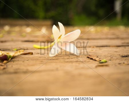 White flower on the wooden plate, sunset light