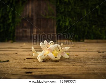 White flower on the wooden plate, sunset light
