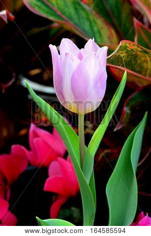 PinkTulip. Beautiful bouquet of tulips. colorful tulips. tulips in springcolourful tulip