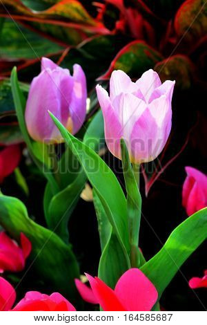 PinkTulip. Beautiful bouquet of tulips. colorful tulips. tulips in springcolourful tulip