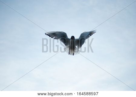 the seagull flying on the sky aerialists havatum on the fly