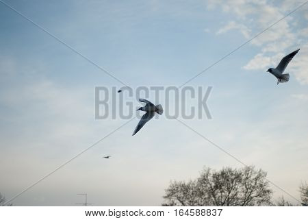 the seagull flying on the sky aerialists havatum on the fly