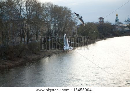the seagull flying on the sky aerialists havatum on the fly
