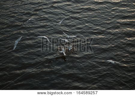 the seagull flying on the sky aerialists havatum on the fly