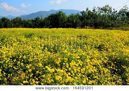 Chrysanthemum indicum Linn flowers. Or Chrysanthemum morifolium Ramat flowers in plantation.