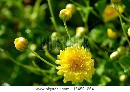 Chrysanthemum indicum Linn flowers. Or Chrysanthemum morifolium Ramat flowers in plantation