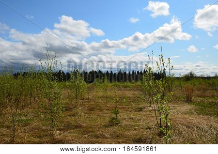 Fields near the garden in the morning Russia