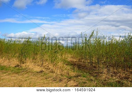 Fields near the garden in the morning Russia