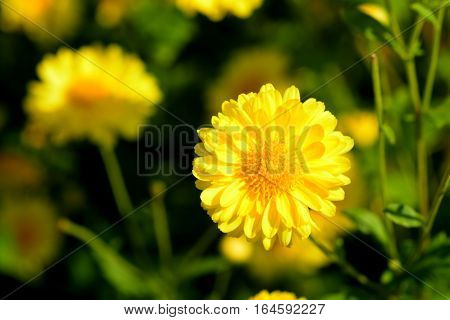 Chrysanthemum indicum Linn flowers. Or Chrysanthemum morifolium Ramat flowers in plantation