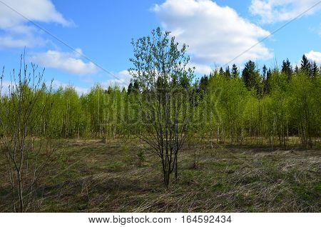 Fields near the garden in the morning Russia