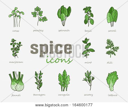 Greenery vector icon. Vegetable green leaves. Culinary herb spice for cooking, medical, gardening design. Organic product flavor ingredient for label, sign, illustration