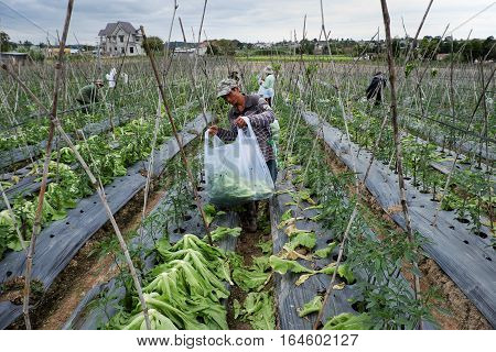 Vietnamese Farmer Harvesting Mustard Greens