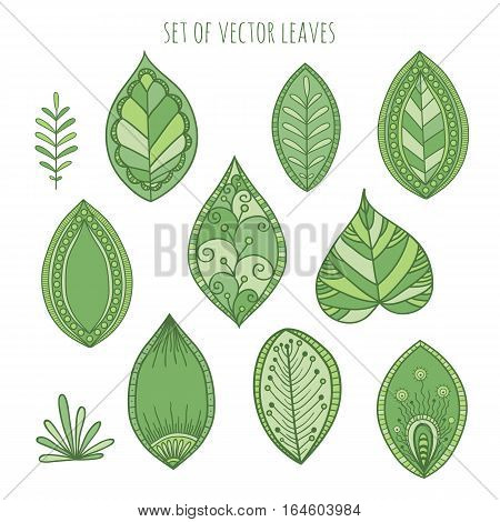 Vector Illustration Leaf Set