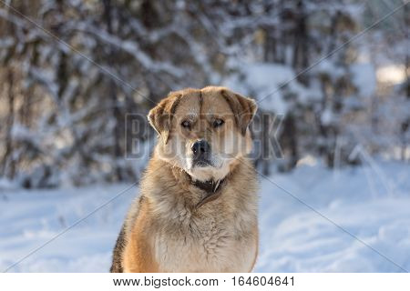 big ginger dog with collar on the winter forest background