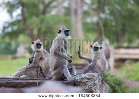 Hanuman Langur, Semnopithecus entellus, monkeys family sitting on wall, Sri Lanka.