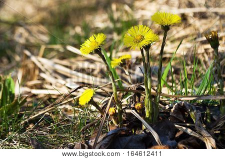 Small yellow flowers mother and stepmother bloom outdoors in spring nature