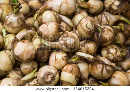 Heap of arrowhead or arrowroot, popular delicacy among the Chinese