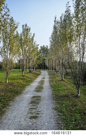 Park of Grugnotorto (Lombardy Italy) between Milan and Brianza in autumn. A path for bicycle and pedestrian