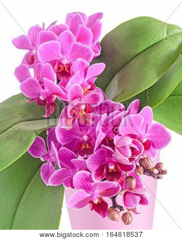 Purple, Pink Orchids Flowers, Orchidaceae, Phalaenopsis Known As The Moth Orchid, Abbreviated Phal.