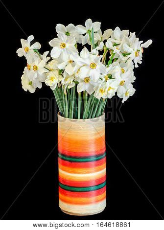 White Daffodils Flowers, Narcissus, Multi Colored Vase, Flowerpot, Close Up, Black Background.