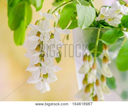Robinia Pseudoacacia Tree Flowers, Know As Black Locust, Genus Robinia, Family Fabaceae, Bokeh Backg