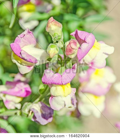 Pink With Yellow Antirrhinums, Dragon Flowers Or Snapdragons, Close Up
