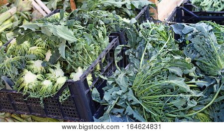 Genuine Green Broccoli Northern Italy Called Broccolo Fiolaro