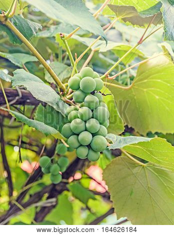 Green Grapes (white) Fruit Hang, Vitis Vinifera (grape Vine) Green Leaves In The Sun, Close Up.