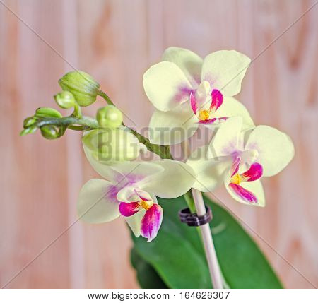 Yellow Orchid Flower With Red Pistils