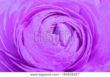 Mauve Eustoma russellianum flower, close up macro