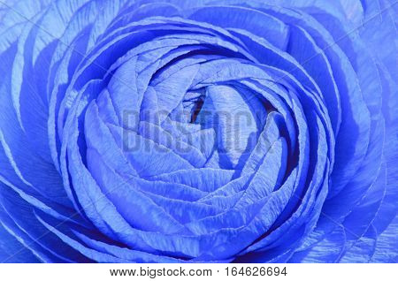 Blue Eustoma russellianum flower, close up macro
