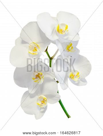White Orchid Flowers Isolated
