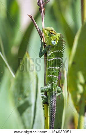 Green forest lizard in Ella, Sri Lanka ; specie Calotes calotes family of Agamidae
