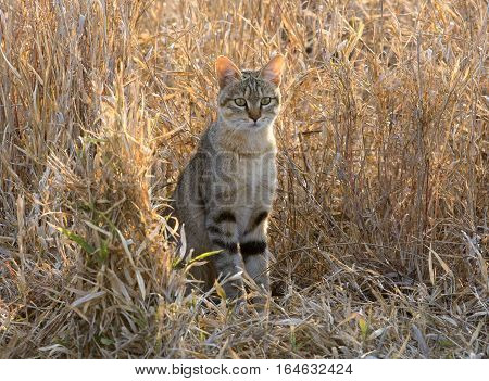 A wild cat in Africa watches small birds intently.